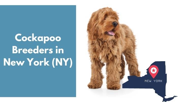 Cockapoo Breeders in New York NY