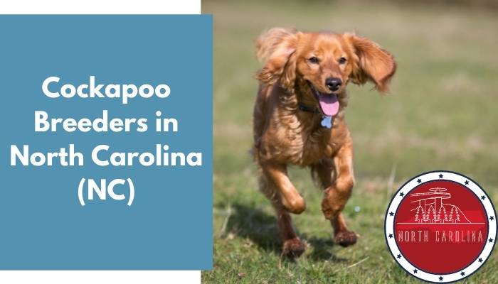 Cockapoo Breeders in North Carolina NC