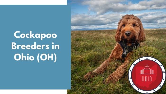 Cockapoo Breeders in Ohio OH