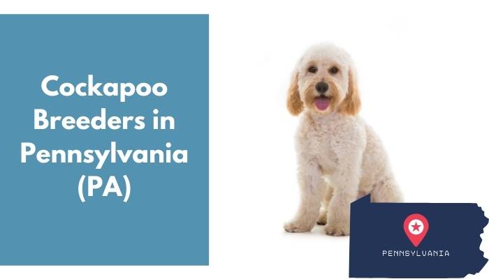 Cockapoo Breeders in Pennsylvania PA