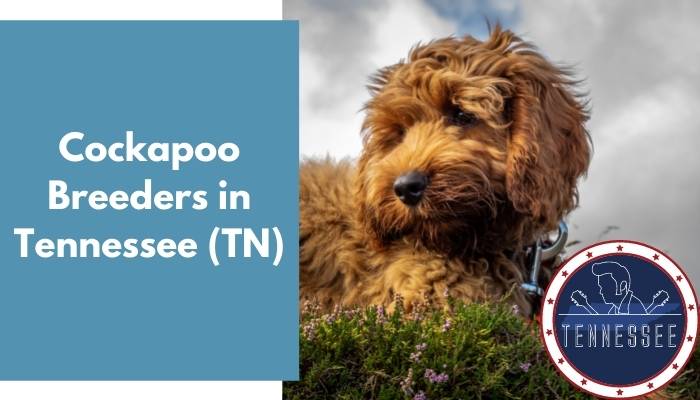 Cockapoo Breeders in Tennessee TN