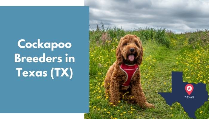 Cockapoo Breeders in Texas TX