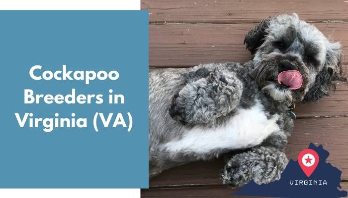 Cockapoo Breeders in Virginia VA