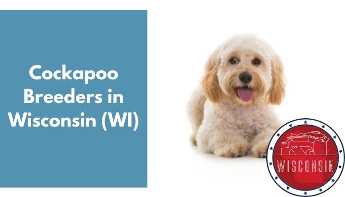 Cockapoo Breeders in Wisconsin WI