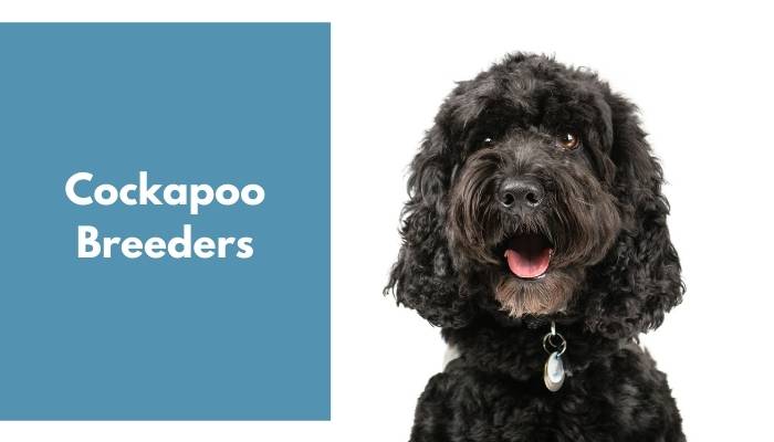 Cockapoo Breeders