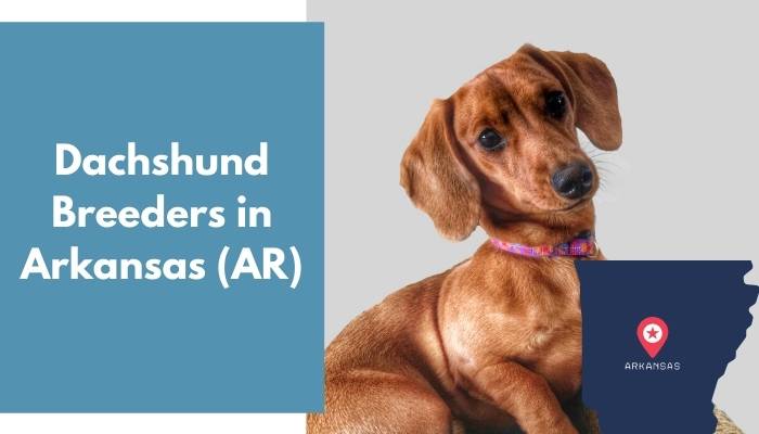 4 Dachshund Breeders in Arkansas (AR) Dachshund Puppies