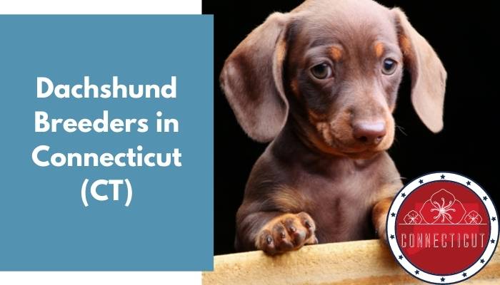 Dachshund Breeders in Connecticut CT