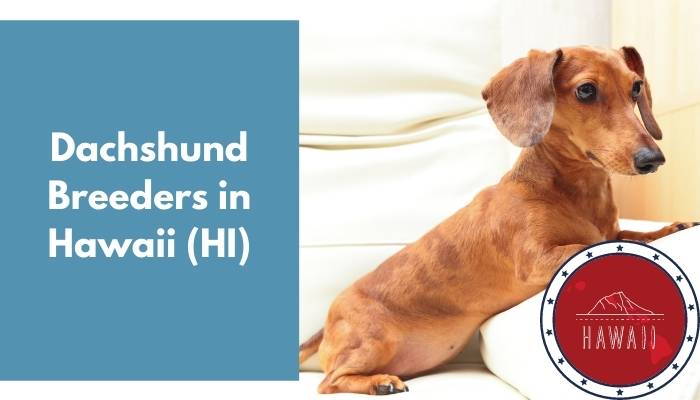 Dachshund Breeders in Hawaii HI