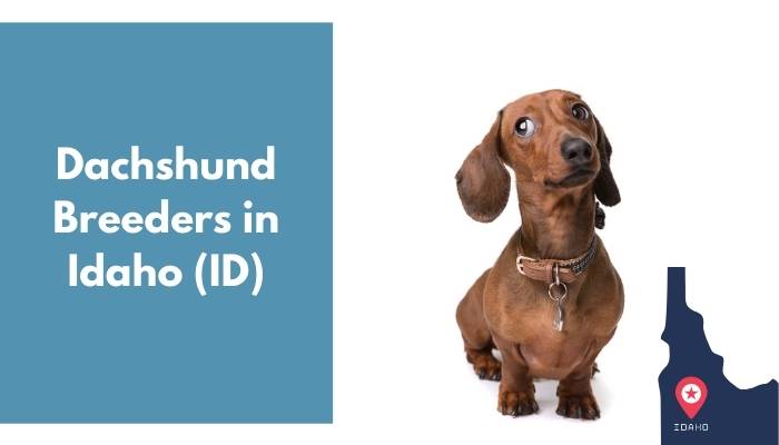 Dachshund Breeders in Idaho ID