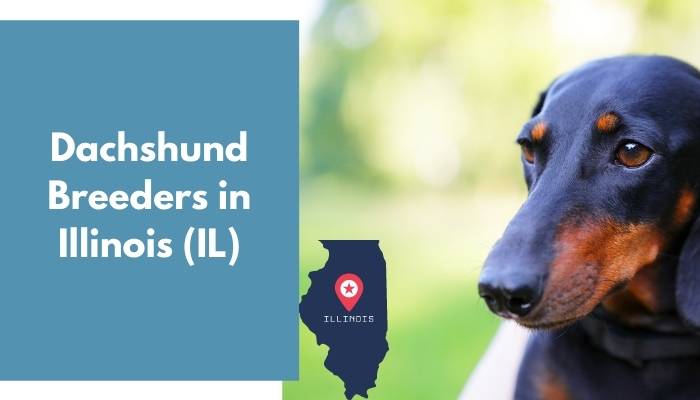 Dachshund Breeders in Illinois IL