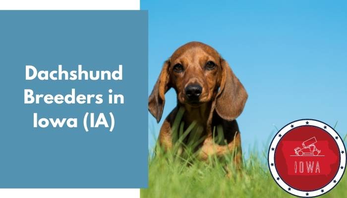 Dachshund Breeders in Iowa IA