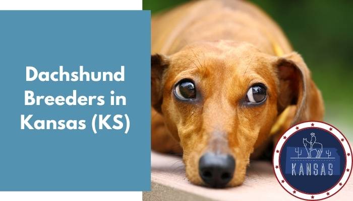 Dachshund Breeders in Kansas KS