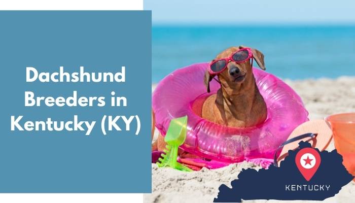 Dachshund Breeders in Kentucky KY