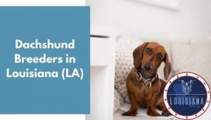 dachshund breeders louisiana animalfate