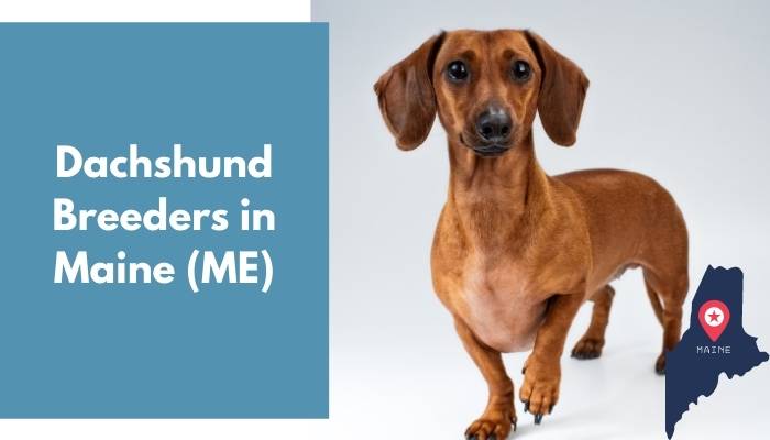 Dachshund Breeders in Maine ME