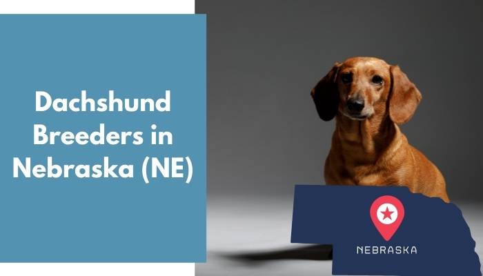 Dachshund Breeders in Nebraska NE