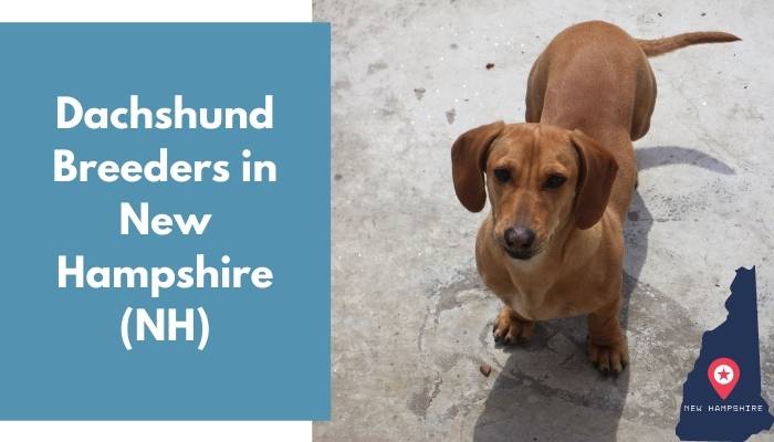 Dachshund Breeders in New Hampshire NH