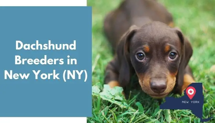 14 Dachshund Breeders in New York (NY) Dachshund Puppies