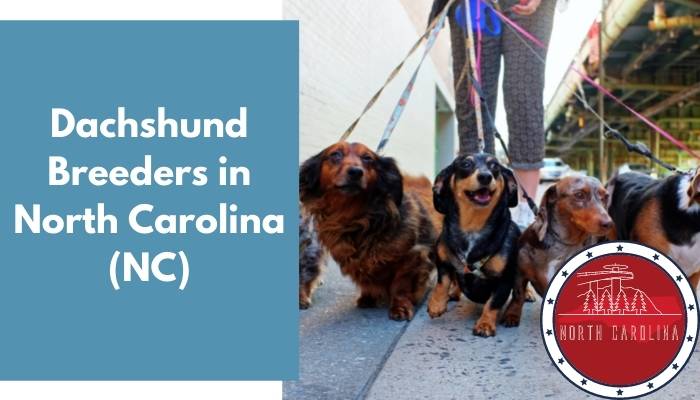 Dachshund Breeders in North Carolina NC