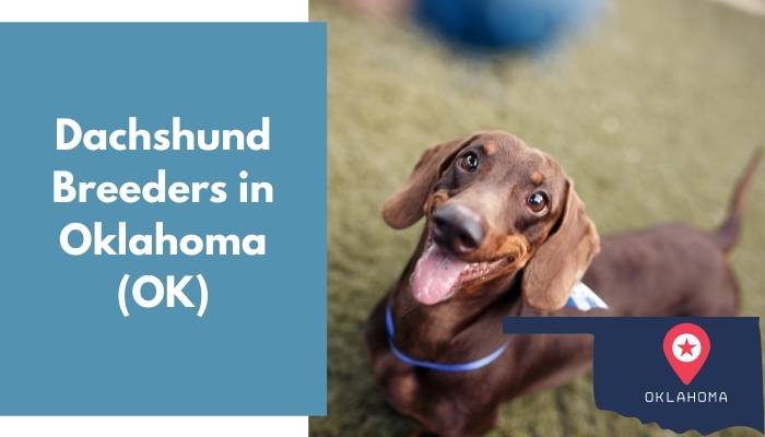 Dachshund Breeders in Oklahoma OK