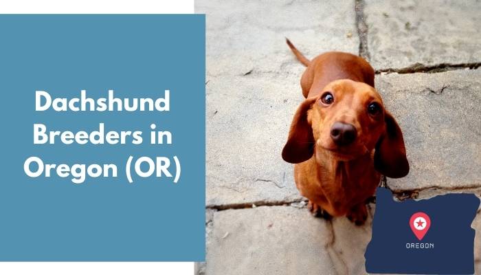 Dachshund Breeders in Oregon OR