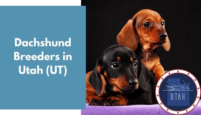 Dachshund Breeders in Utah UT