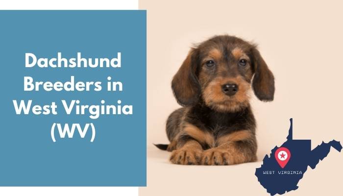 Dachshund Breeders in West Virginia WV