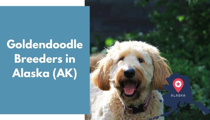 Goldendoodle Breeders in Alaska AK