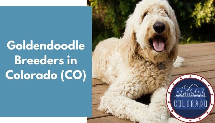 Goldendoodle Breeders in Colorado CO