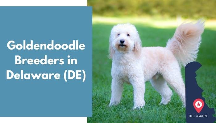 Goldendoodle Breeders in Delaware DE