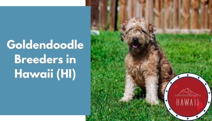 Goldendoodle Breeders in Hawaii HI