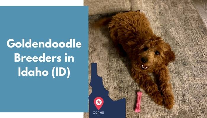 Goldendoodle Breeders in Idaho ID