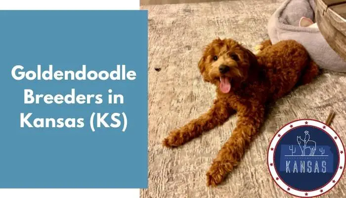 Goldendoodle Breeders in Kansas KS