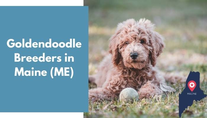 Goldendoodle Breeders in Maine ME