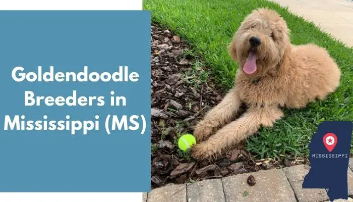 Goldendoodle Breeders in Mississippi MS