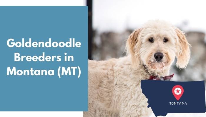 Goldendoodle Breeders in Montana MT