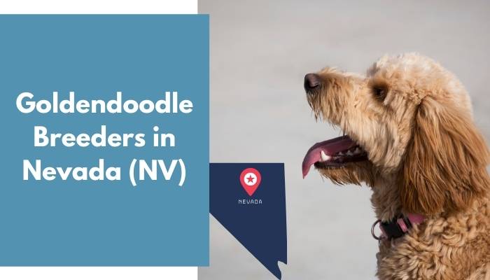 Goldendoodle Breeders in Nevada NV