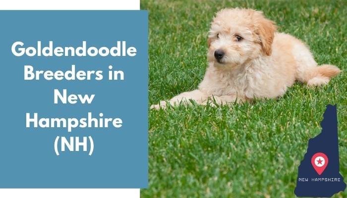 Goldendoodle Breeders in New Hampshire NH