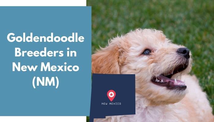 Goldendoodle Breeders in New Mexico NM