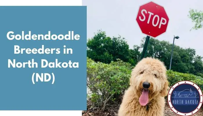 Goldendoodle Breeders in North Dakota ND