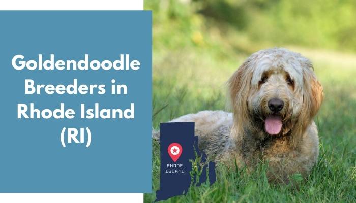 Goldendoodle Breeders in Rhode Island RI