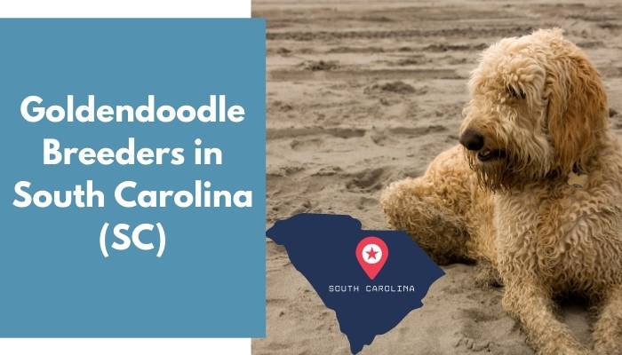 Goldendoodle Breeders in South Carolina SC