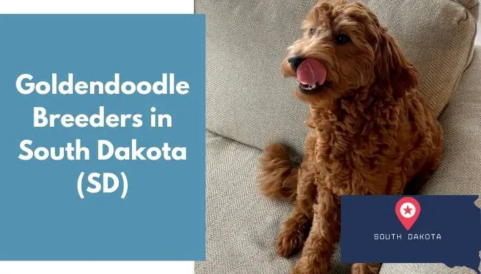 Goldendoodle Breeders in South Dakota SD