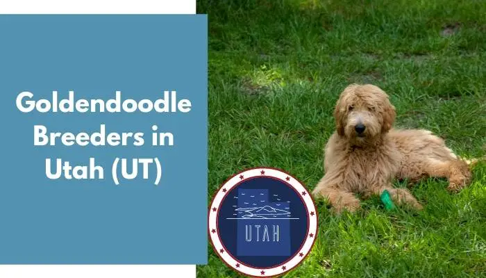 Goldendoodle Breeders in Utah UT