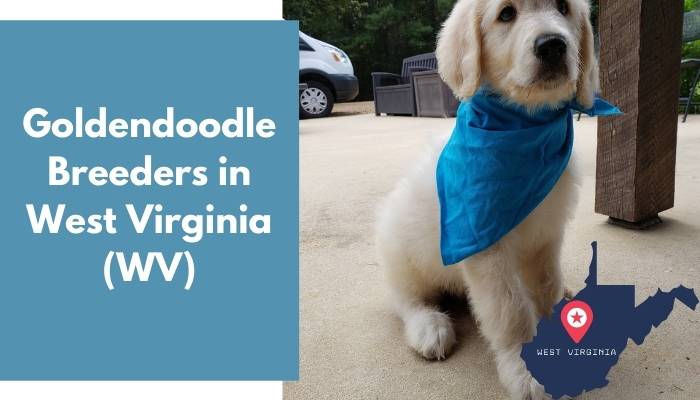 Goldendoodle Breeders in West Virginia WV