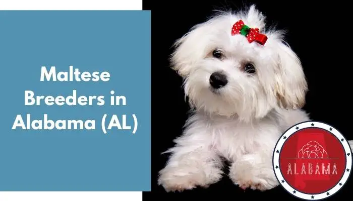 Maltese Breeders in Alabama AL
