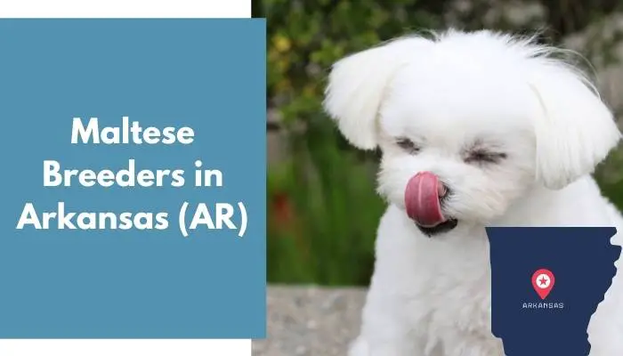 Maltese Breeders in Arkansas AR