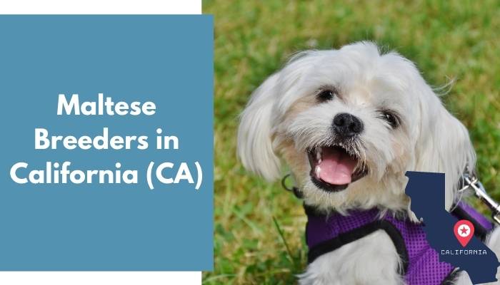 Maltese Breeders in California CA