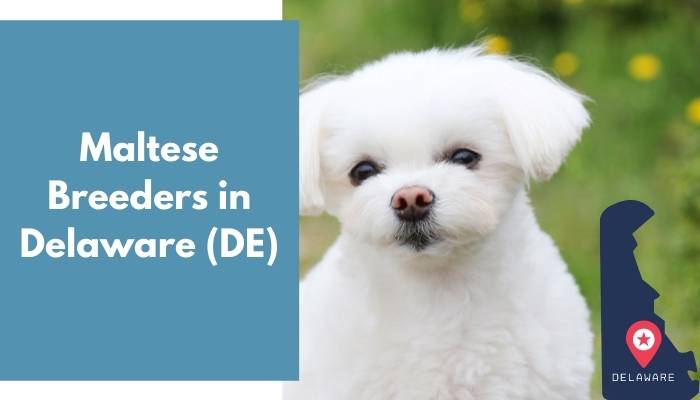 Maltese Breeders in Delaware DE