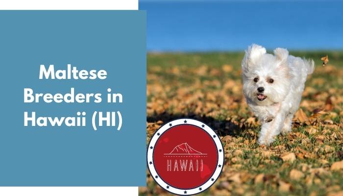 Maltese Breeders in Hawaii HI